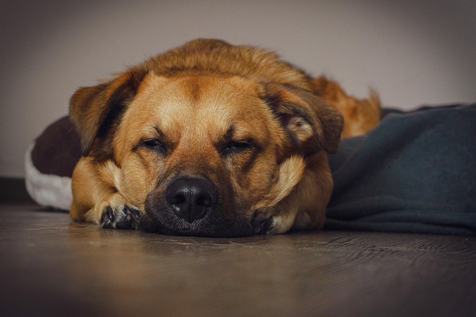 Urlaubszeit für Hund und Katze: So sichern Sie das Wohl Ihres Haustiers!