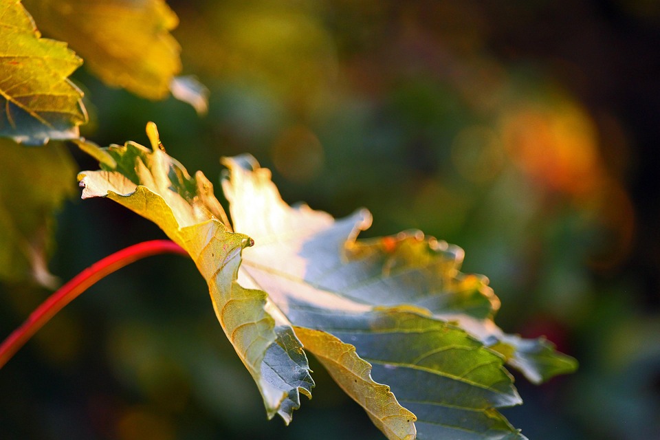 Herbstzauber in China: Die 5 schönsten Reiseziele 2025 entdecken!
