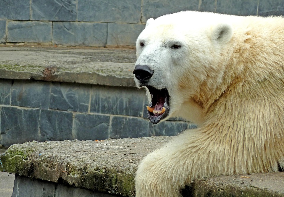 Luxus-Kreuzfahrt zum Nordpol für russische Eliten: Skandal um Millionen!