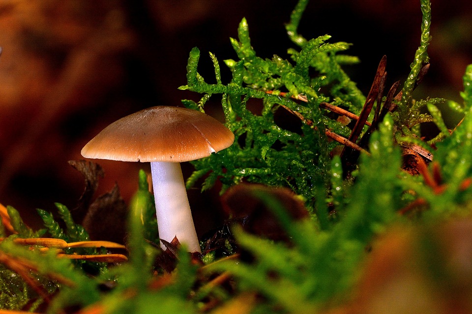 Rentner-Paar entdeckt mit Trecker und Tinyhaus die Alpen!