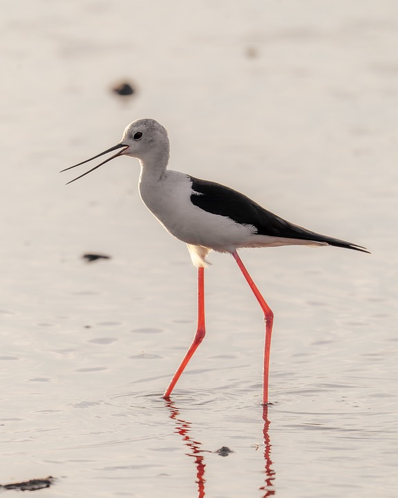 Mallorca startet Kampagne: So schützen wir unsere Insel gemeinsam!