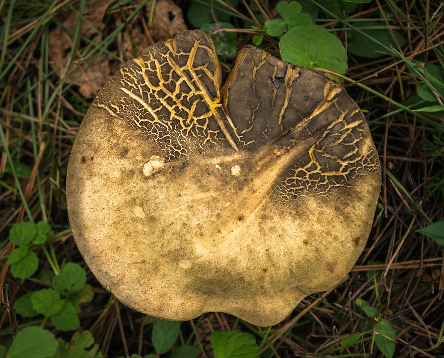 Entdecke Kroatiens Inseln: Eine Kreuzfahrt mit Brieffreundin Ranka!