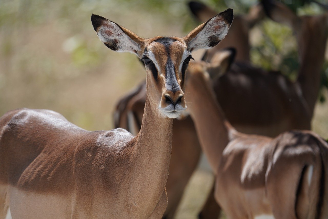 Reiseziele und Tipps für einen unvergesslichen Aufenthalt in den USA