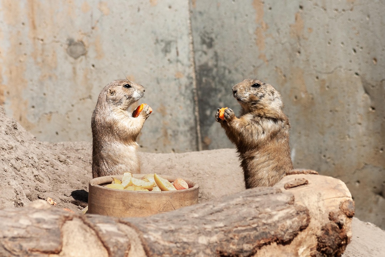Grüne Oasen in der Metropole